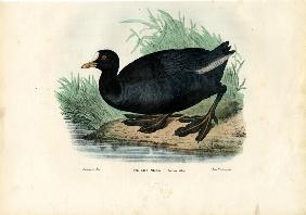 Eurasian Coot 1863-79