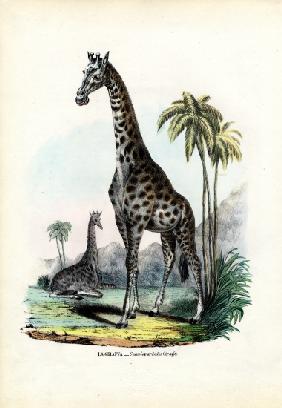 Giraffe 1863-79