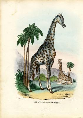 Giraffe 1863-79