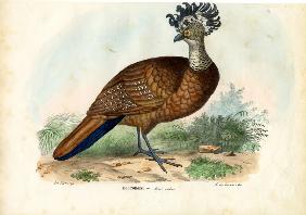 Great Curassow 1863-79