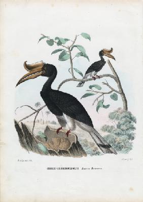 Great Hornbill 1863-79