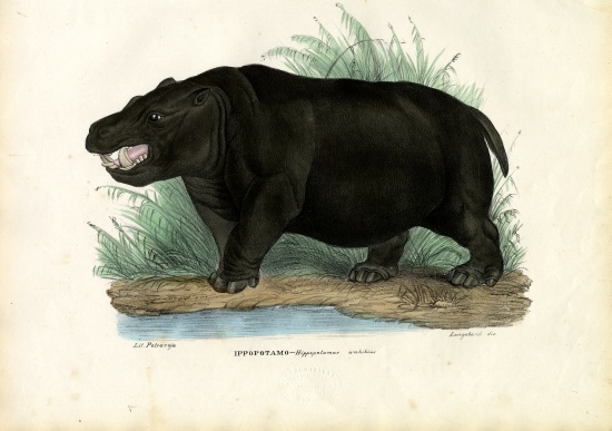 Hippo von Raimundo Petraroja