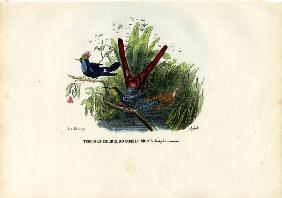 Hummingbirds 1863-79
