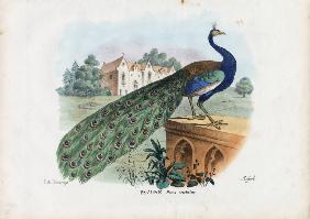 Indian Peafowl 1863-79