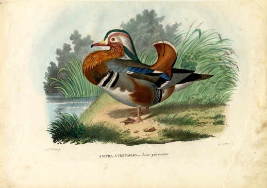 Mandarin Duck von Raimundo Petraroja