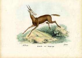 Oryx 1863-79