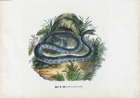 Snakes 1863-79