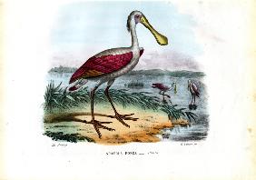 Spoonbill 1863-79