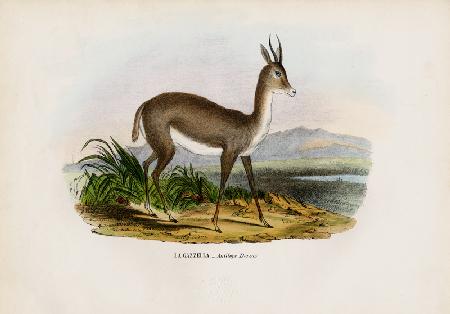 Arabian Gazelle 1863-79