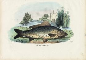 Common Carp 1863-79