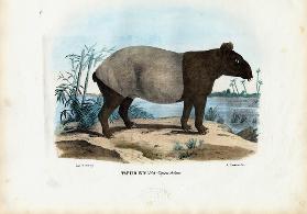 Malayan Tapir 1863-79