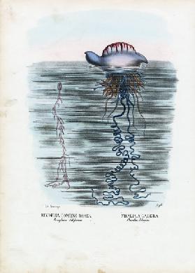 Jellyfish 1863-79