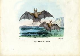 Vampire Bat 1863-79
