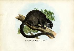 White-Headed Brown Lemur 1863-79