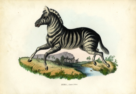 Zebra von Raimundo Petraroja