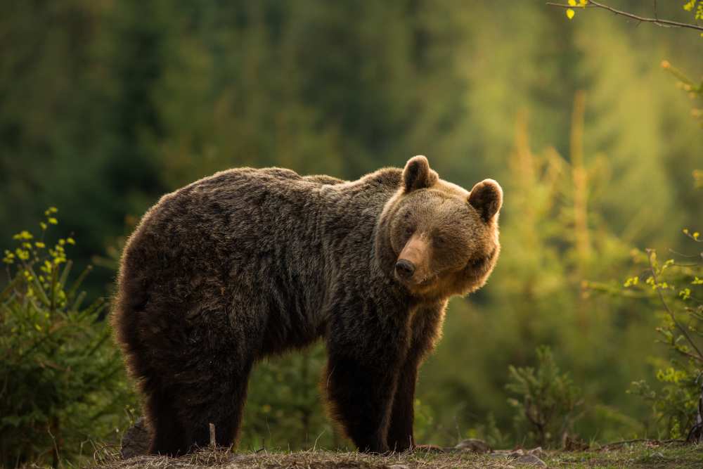 Backlit bear von Richard Krchnak