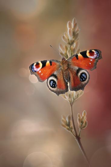 Orange Schönheit