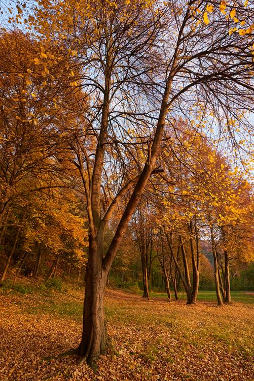 Goldener Herbst im Wienerwald von Robert Kalb