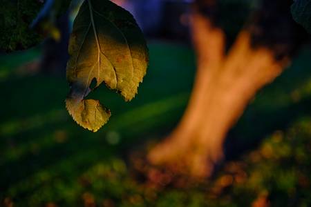 Nussbaum im Garten im Abendlicht 2022