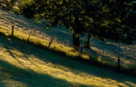 Sommerwiese mit Baum im Streiflicht 1985