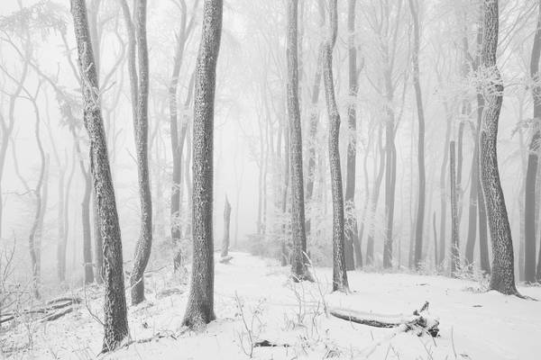 Weg durch den romantisch verschneiten, gefrorenen Wienerwald von Robert Kalb