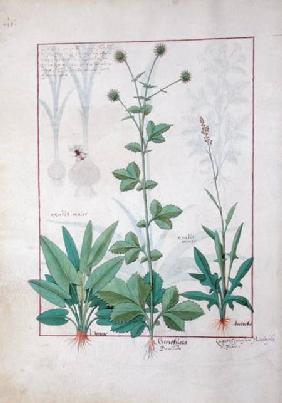 Sorrel and Gariofilata (Benedicta Wood) illustration from 'The Book of Simple Medicines' by Mattheau c.1470