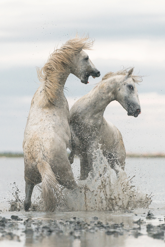 Pferde von Rostovskiy Anton