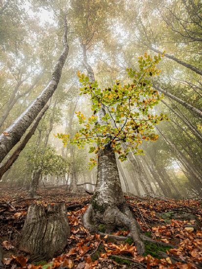 Herbst in Llancers