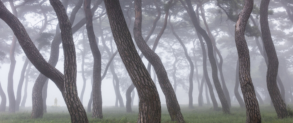 Kiefernhain im Nebel-3 von Ryu Shin Woo