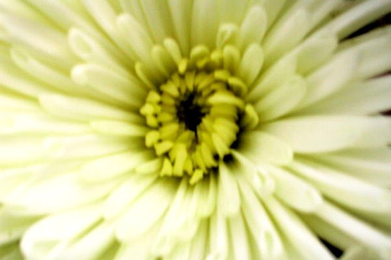 Birthday Flower (colour photo)  von Sarah  O'Toole