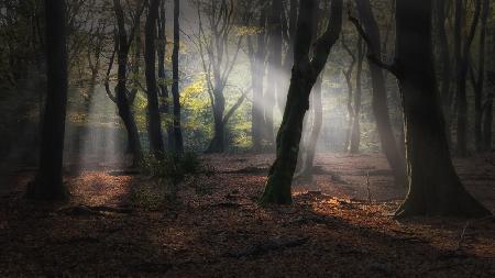 Wald aus tanzenden Bäumen