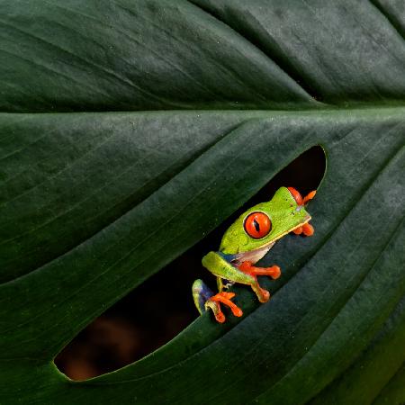 Ein rotäugiger Laubfrosch