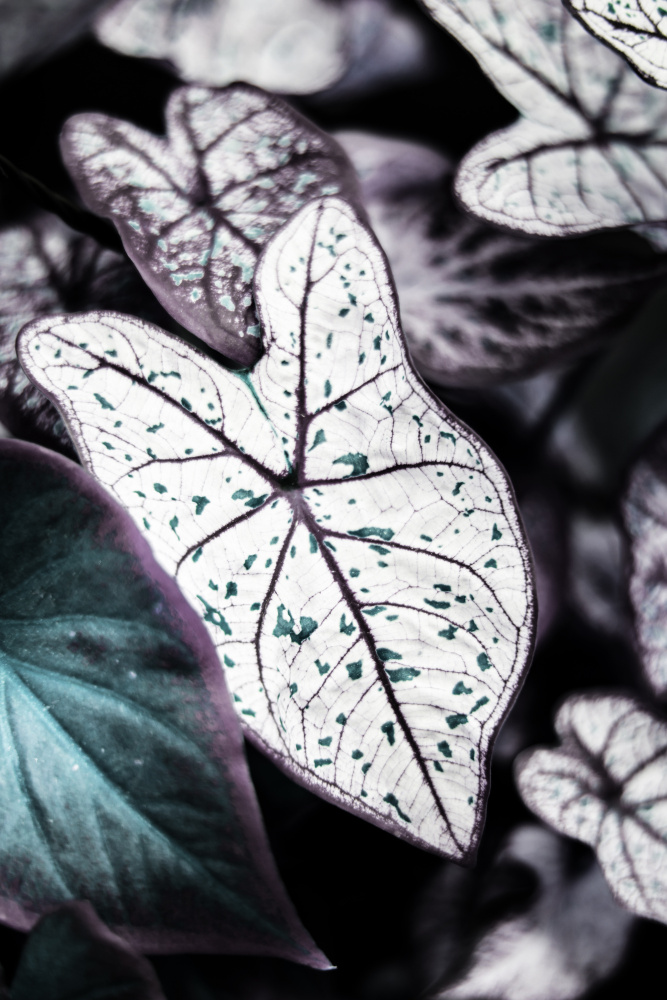 Botanischer Saphir von Shot by Clint