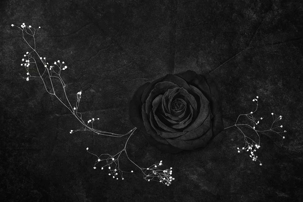 Rose Noire von Stephen Clough