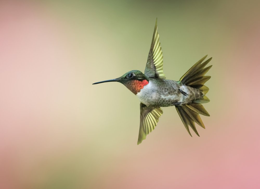 Kolibri von Tao Huang