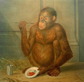 Orang-Utan, Erdbeeren fressend 1776