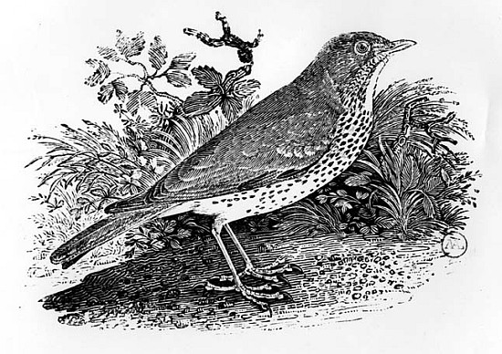 The Throstle Thrush from ''History of British Birds and Quadrupeds'' von Thomas Bewick