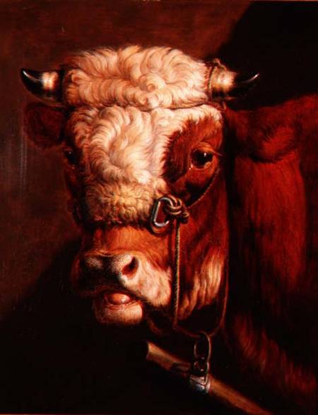 Portrait of a Bull's Head von Thomas Sidney Cooper