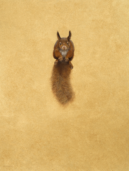 Leaping Red Squirrel - von Tim Hayward