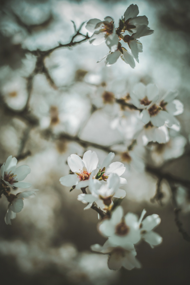 Mandelblüten von Tim Mossholder