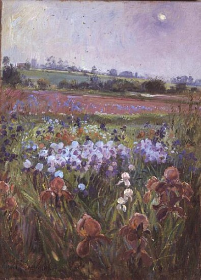 Irises and Emerging Sun von Timothy  Easton