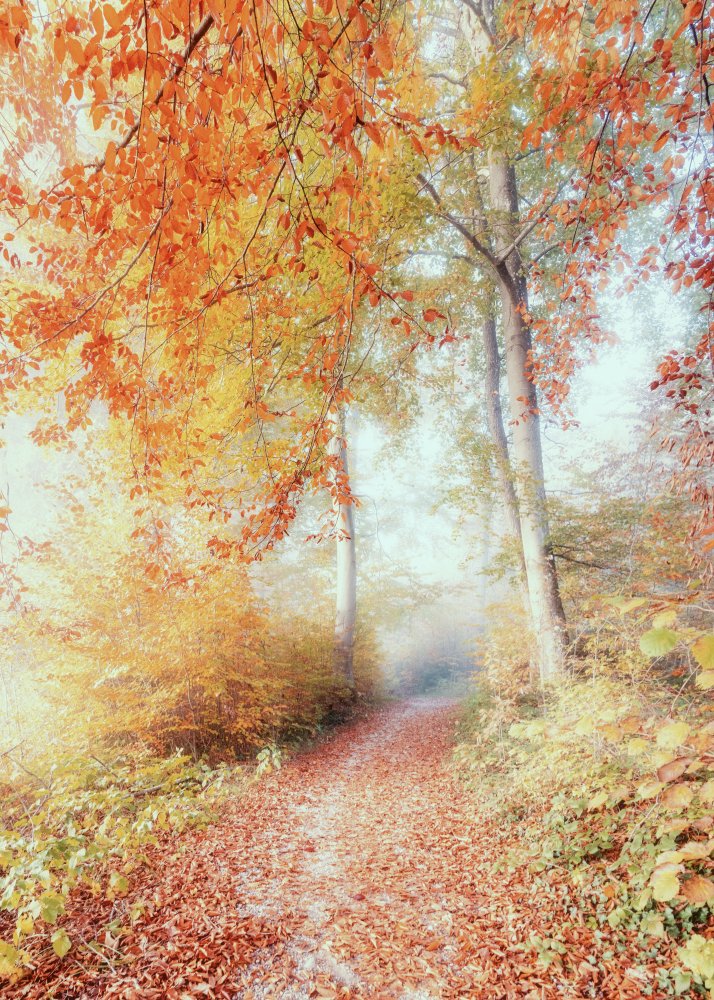 Herbstmorgenf von Ulrike Eisenmann