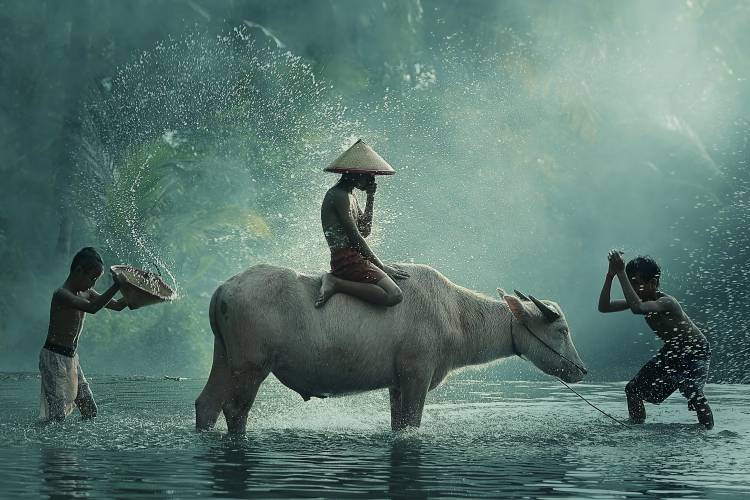 Water Buffalo von Vichaya