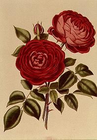Die Rose Perpetual Standard of Marengo von William Curtis