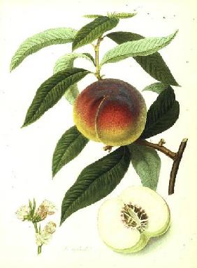 The Galande Peach