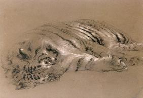 A Sleeping Tiger 1876 cil &