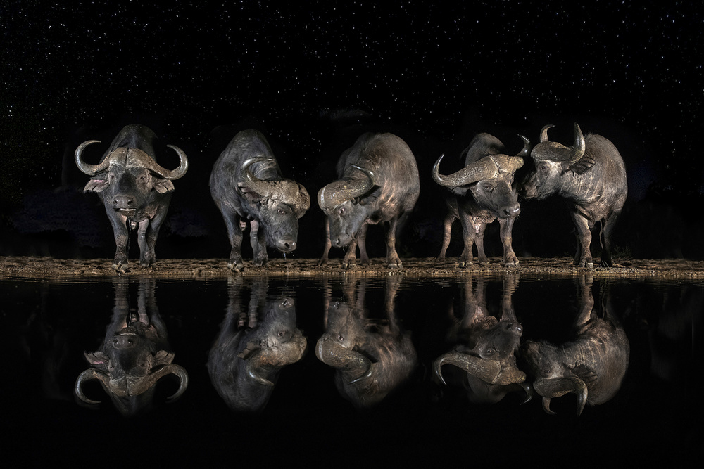 Büffel im Wasserloch bei Nacht von Xavier Ortega