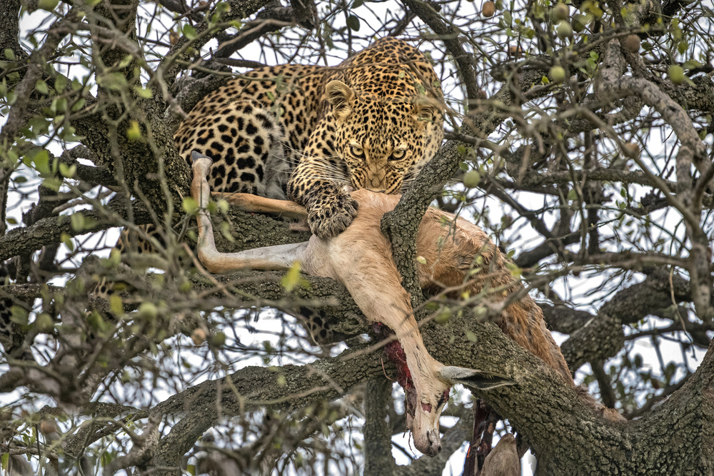 Leopard mit Beute von Xavier Ortega