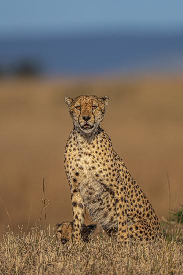 Gepard