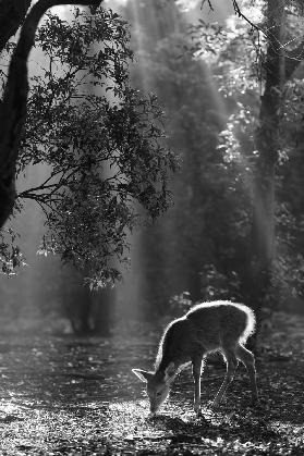 A fawn in the forest